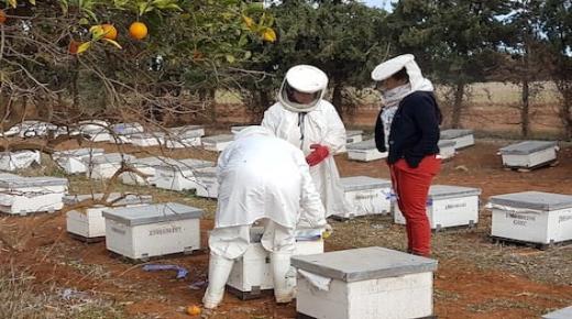 مربو النحل يدقون ناقوس الخطر بعد تسجيل انهيار خلايا النحل..