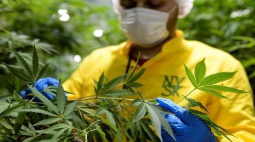 القنب الهندي يفتح آفاقا جديدة للمزارعين في المغرب