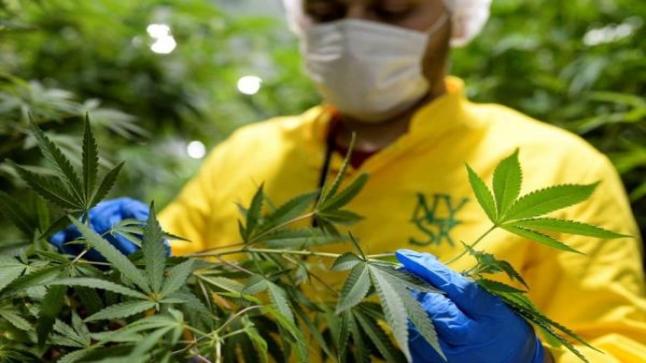 القنب الهندي يفتح آفاقا جديدة للمزارعين في المغرب