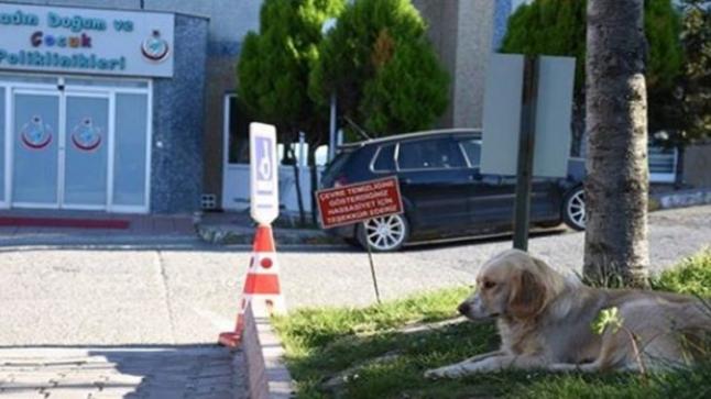 كلب يلحق بسيارة الإسعاف التي نقلت صاحبه وينتظره امام المستشفى ل 5 أيام