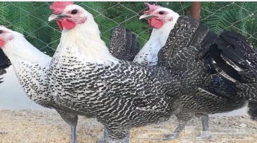 السجن لصيني بسبب إخافته دجاجات حتى الموت..￼