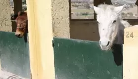 الجوع يتسبب في مقتل دواب بالمحجز البلدي