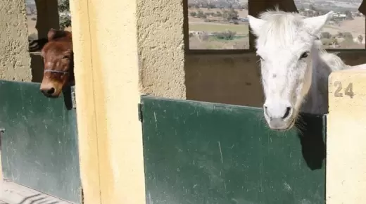 الجوع يتسبب في مقتل دواب بالمحجز البلدي