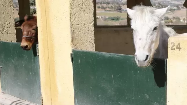 الجوع يتسبب في مقتل دواب بالمحجز البلدي