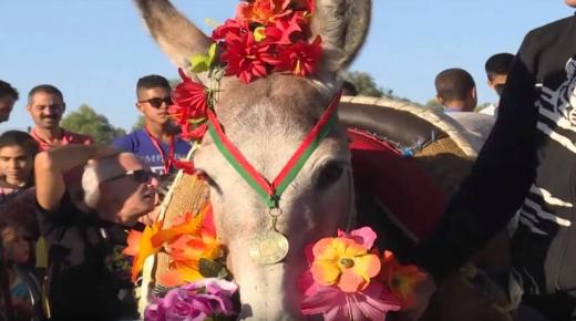 شاهد”فيديو” اختيار ملكة جمال الحمير بالمغرب