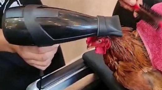 “الديك المدلل” في صالون الحلاقة في المغرب…والضجة كبيرة..