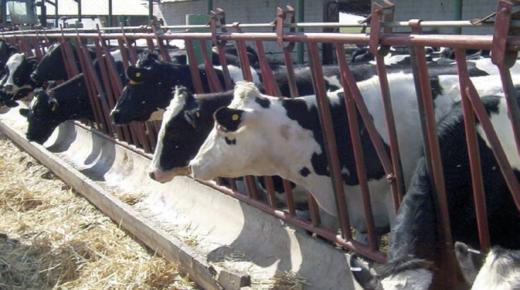 مجلس المنافسة يكشف عن اختلالات في سوق الأعلاف..