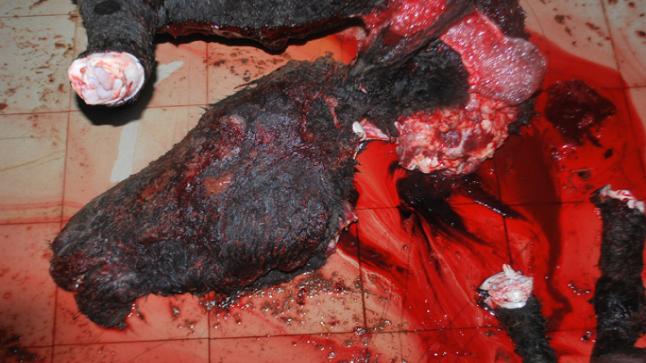 توقيف 4 أشخاص يشكلون عصابة لذبح الحمير وبيع لحومها في الأسواق￼