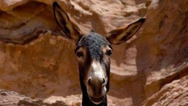 نفوق حيوانات داخل المحجز البلدي بوجدة يسائل المسؤولين