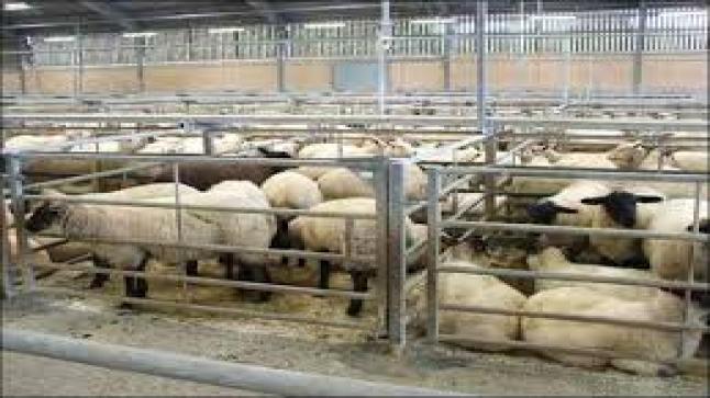 تقرير مثير للقلق يكشف إمكانية إصابة كورونا لـ”10 حيوانات على الأقل”!