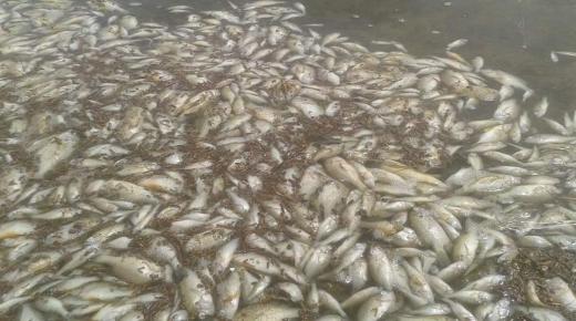 كارثة بيئية.. نفوق لمئات من الأسماك بتاوريرت يثير مخاوف الساكنة