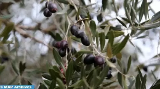 سلسلة الزيتون.. إنتاج متوقع قدره 1,07 مليون طن برسم خريف 2023 (وزارة￼￼￼￼)