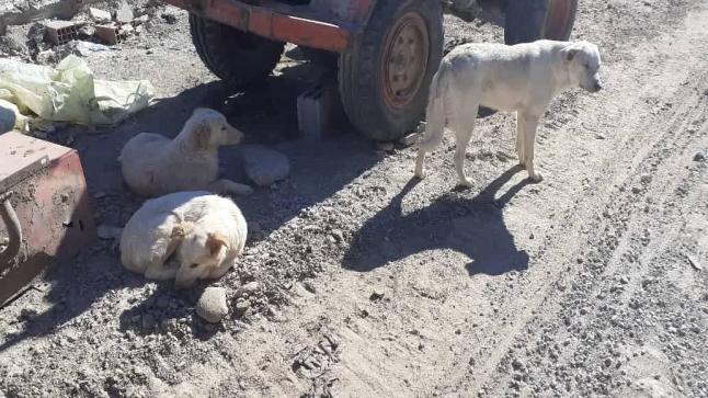 وجدة.. مواطنون من الهامش تنهشهم الكلاب الضالة حتى الموت.. والمجلس والسلطة في دار غفلون؟؟ !!