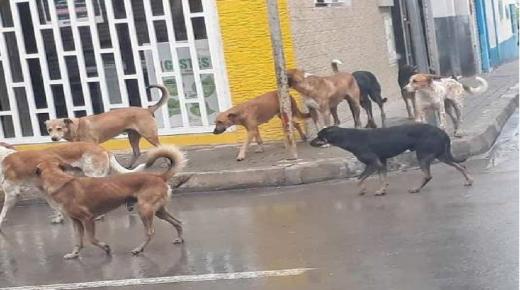 وزير الداخلية يدعو إلى تطويق انتشار الكلاب الضالة عبر تراب المملكة..