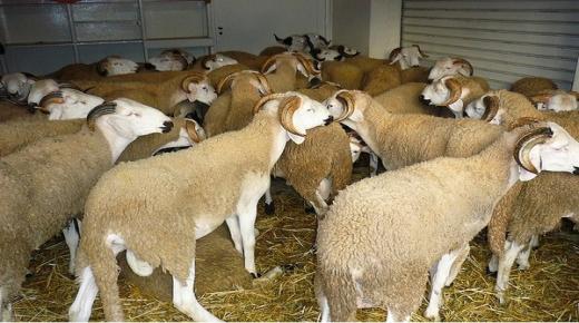 المغرب يعول على استيراد 100 ألف خروف من إسبانيا ورومانيا لمواجهة الغلاء..￼