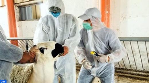 وزارة الفلاحة تستعدّ لإحصاء شامل يهم قطيع الماشية..