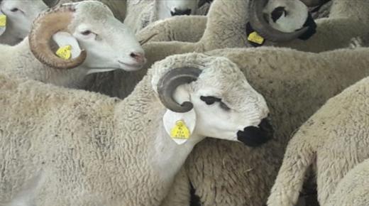 وزارة الفلاحة تٌنجز ترقيم 32.3 مليون رأس من القطيع وتٌصرف الدعم لنحو 1.1 مليون كساب