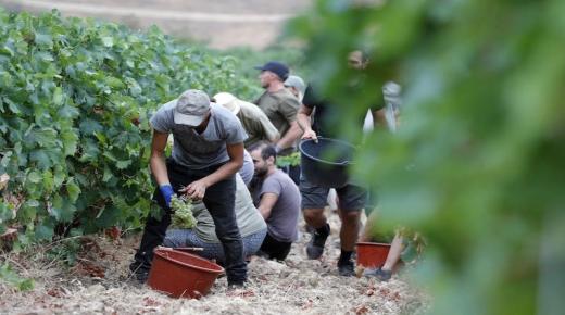 القطاع الفلاحي في فرنسا يستعين بعمال زراعيين مغاربة لسدّ الخصاص