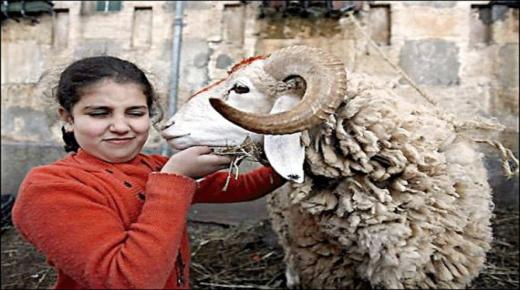 محكمة أوروبية تؤيد قرار بلجيكا بمنع “الذبح على الطريقة الإسلامية ” في عيد الأضحى