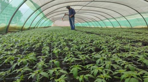 ارتفاع إنتاج القنب الهندي المقنن بالمغرب إلى 4082 طن في 2024