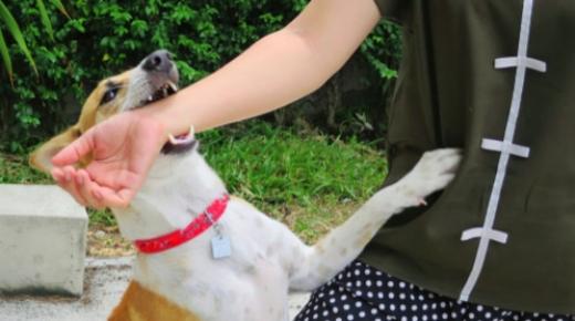 وفاة مواطنة أجنبية متأثرة بإصاباتها جراء عضات كلاب ضالة بجماعة العركوب