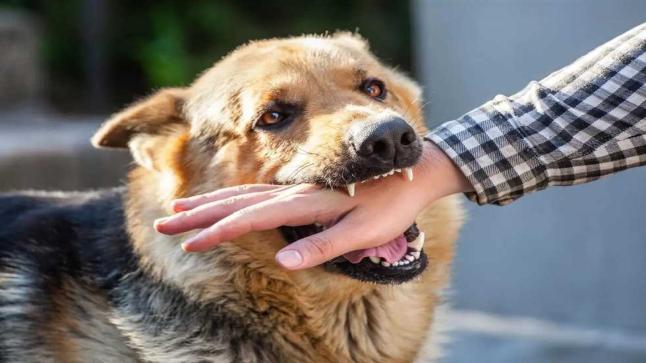 عضّة كلب مسعور تضع حدا لحياة طفلين