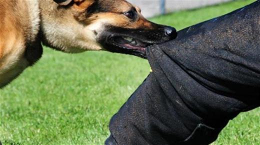 المحكمة الأدارية تقضي بتعويضات مالية ل 3 ضحايا كلاب ضالة..