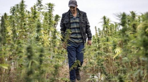 تقرير: المغرب يطمح جني 6 مليارات دولار إيرادات من القنب الهندي