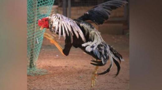 ديك يمثل أمام القضاء بعد أن قتل صاحبه بالخطأ..