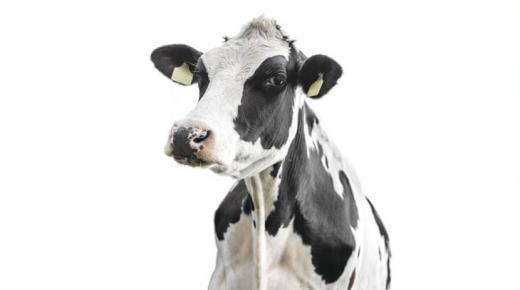 علماء صينيون يستنسخون بنجاح بقرة مدرة للحليب￼