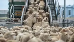 المملكة تستقبل أولى شحنات الأغنام الإسبانية لتعزيز العرض الوطني تحضيرا لعيد الأضحى..
