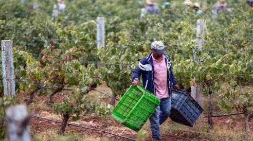 المغرب.. “صغار المزارعين” أكبر ضحايا الجفاف￼￼￼￼ 
