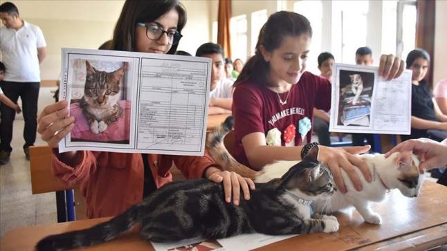 منح شهادة دراسية لقطتين بعد مواظبتهما على حضور الدروس