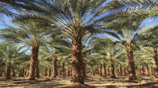 مقاطعة التمور الجزائرية طريقة “لإنصاف” فلاحي واحة فجيج ..