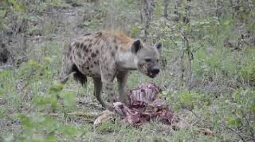 النيابة العامة تدخل على خط قضية افتراس حيوان متوحش من صنف الضبع لشخص أعزل…