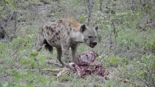 النيابة العامة تدخل على خط قضية افتراس حيوان متوحش من صنف الضبع لشخص أعزل…