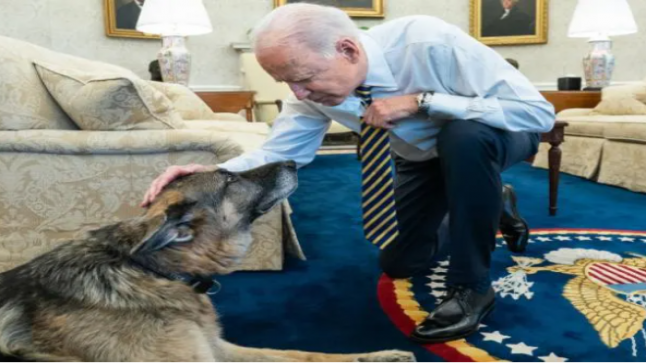 رحيل كلب الرئيس الأمريكي “تشامب”.. وعائلة بايدن تنعاه..