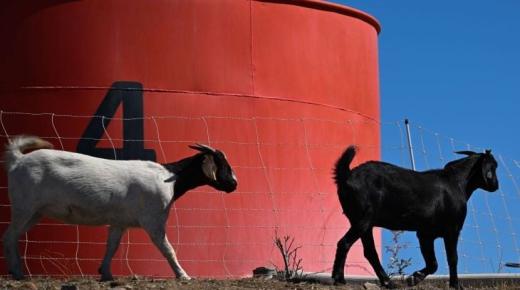 السجن 6 أشهر مع النفاذ لأمريكي حاول أن ينتج وراثيا خرافا برية عملاقة