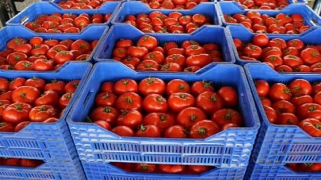 المغرب يتفوق على إسبانيا ويصبح ثاني أكبر مورد للطماطم إلى الاتحاد الأوروبي..