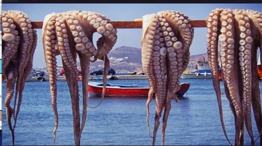 إطلاق الموسم الشتوي لصيد الأخطبوط بزيادة في الحصص بعد تحسن إيجابي في المخزون..