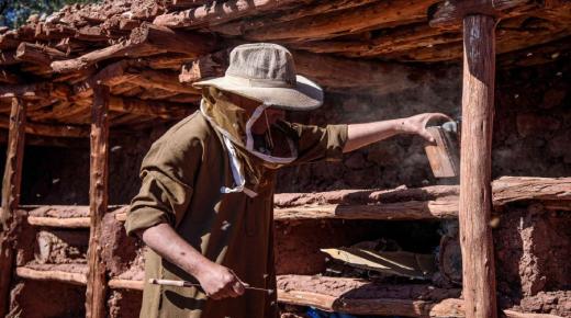 في المغرب: النحل يهجر أقدم مزرعة جماعية لتربيته في العالم..