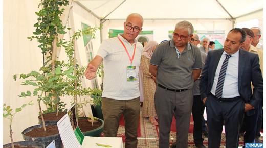 النهوض بشجرة الأركان محور يوم مفتوح لجامعة محمد الأول بوجدة￼