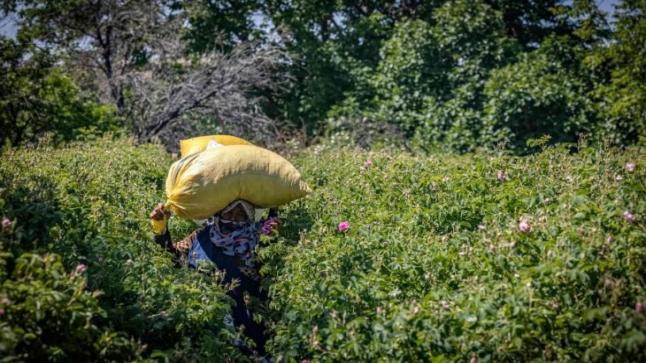 الاقتصاد المغربي “تأثر بشدّة” بالحرب في أوكرانيا￼￼￼￼ 