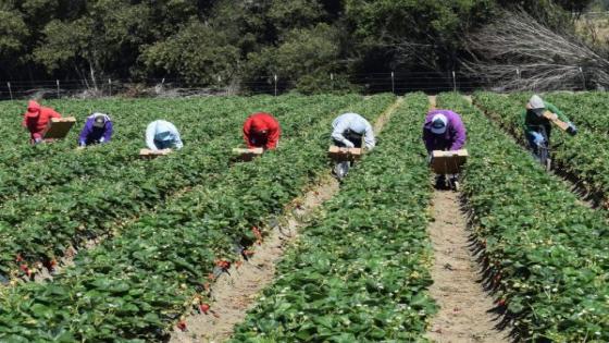 ازدهار زراعة القنب في المغرب يغذي الأعمال والوظائف
