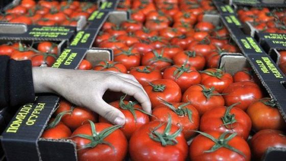 صادرات الطماطم المغربية نحو السوق الإسبانية تقفز بـ55 بالمائة