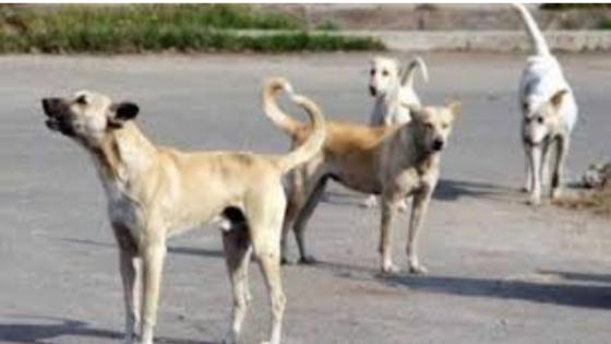 جرادة.. كلاب ضالة تنهش طفلة صغيرة كانت عائدة من مدرستها بحي أولاد اعمر